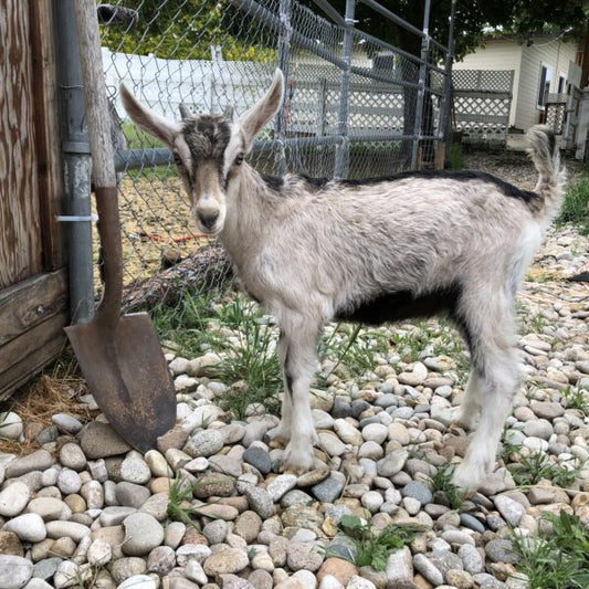 Raising Goats: How to Raise a Baby Goat