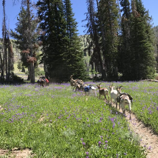 Training Pack Goats: A Complete How To