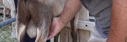 How To Castrate Your Goat