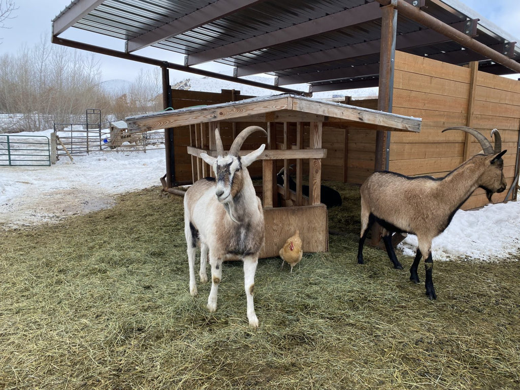 Keeping Your Goats Healthy In Winter
