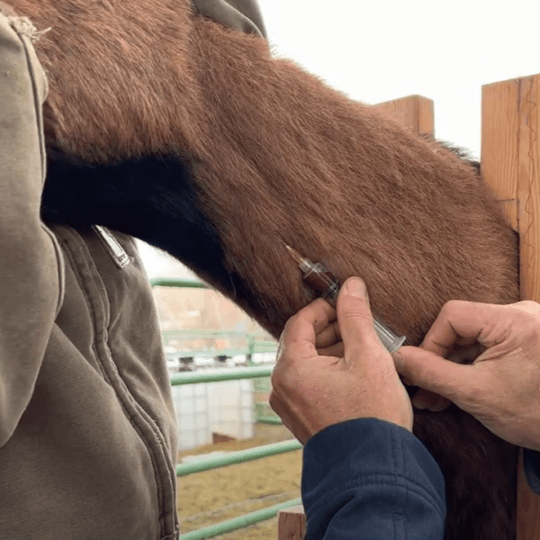 Learn How to Draw Blood from a Goat