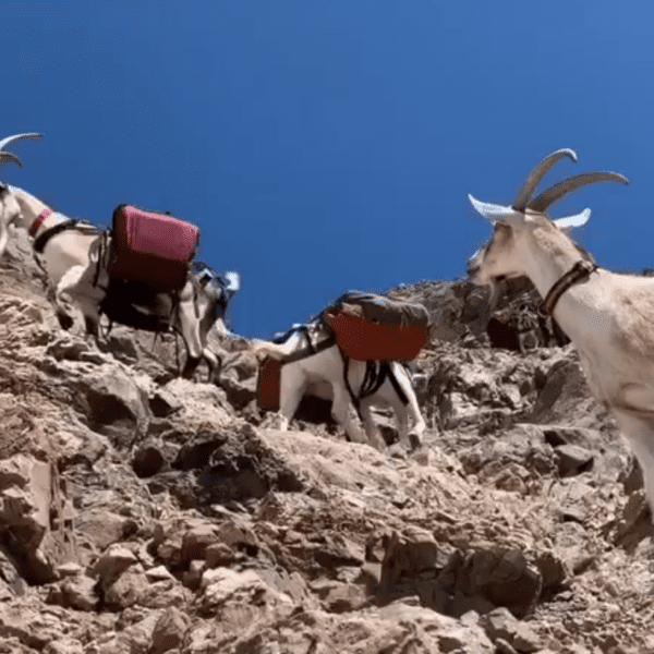 How Play Structures Build Goat Agility