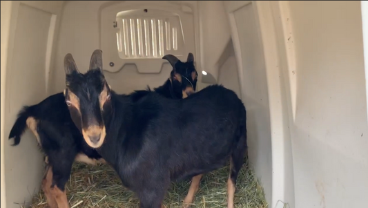 3 Tips How To Tame A Goat