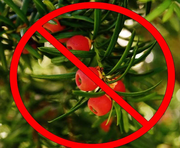 Toxic Plants for Goats