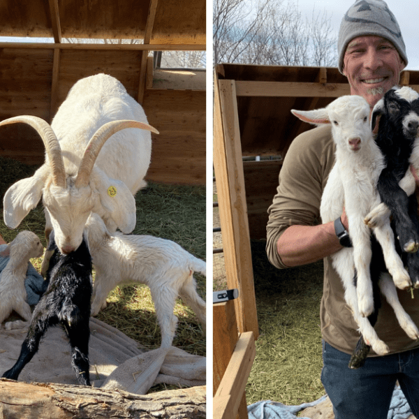 New to Goats? Birthing and Milking