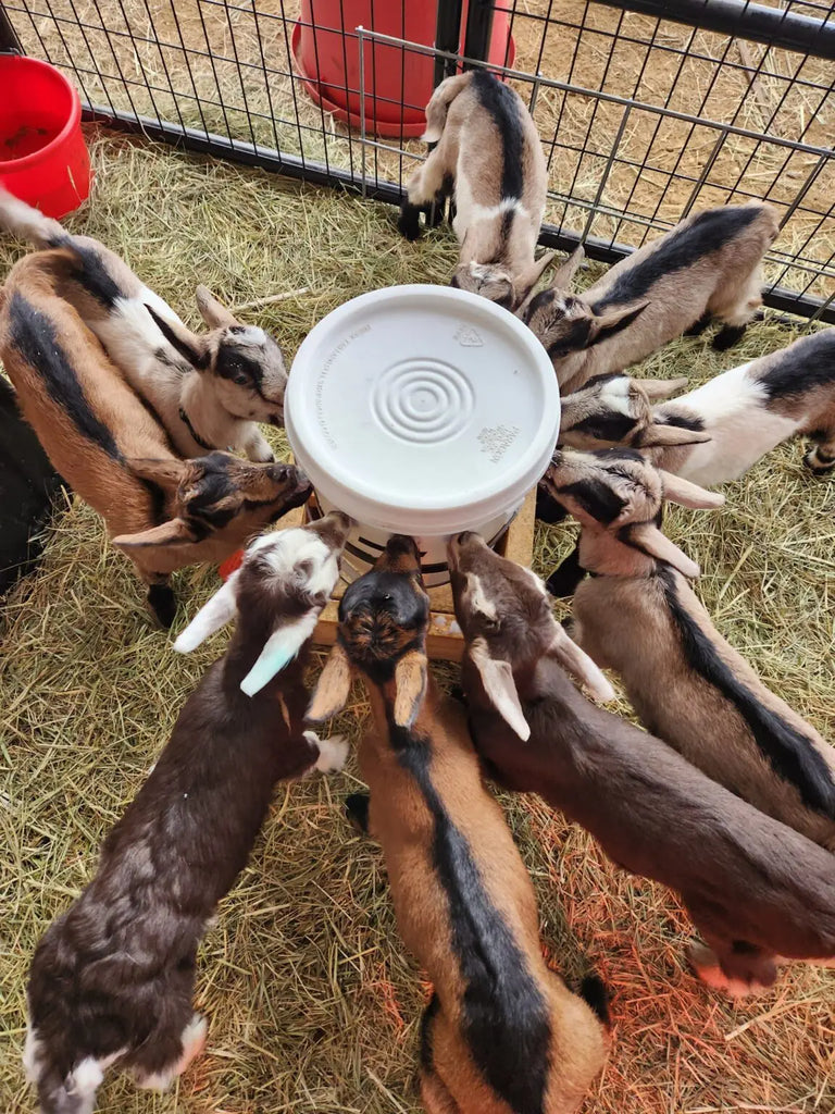 Protecting Baby Goats From Predators