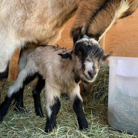 A Baby Goat Kit For New Babies 