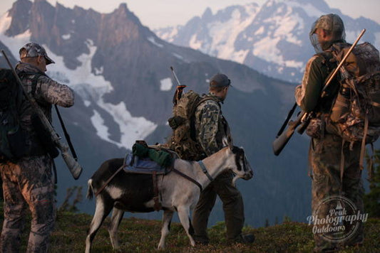 Training Older Pack Goats