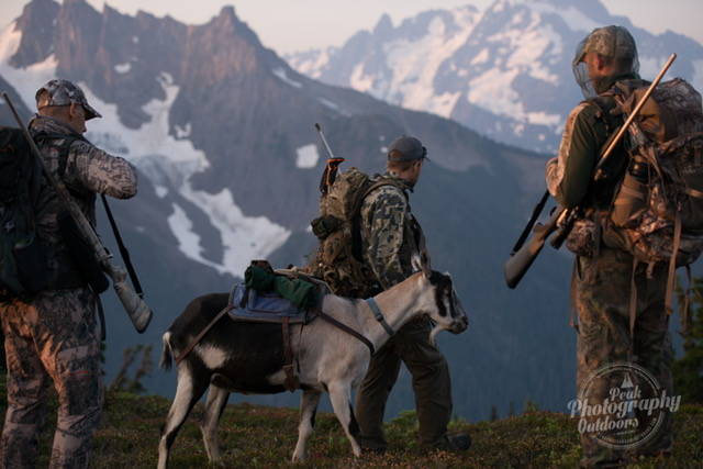 Training Older Pack Goats