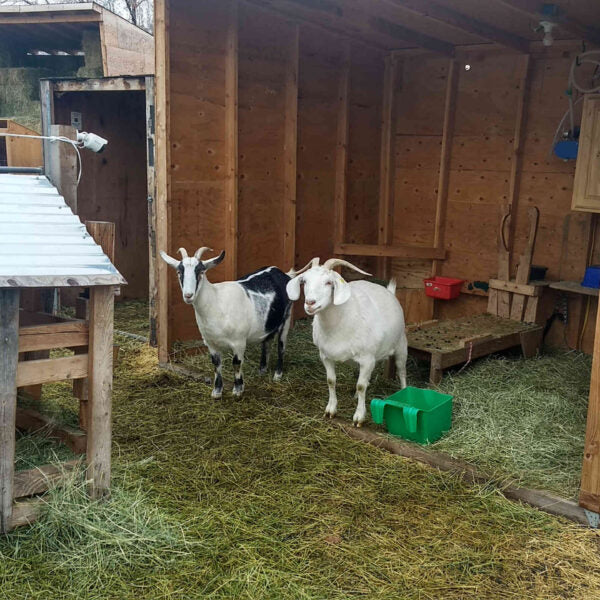 Your Goat Is Pregnant What To Do Next