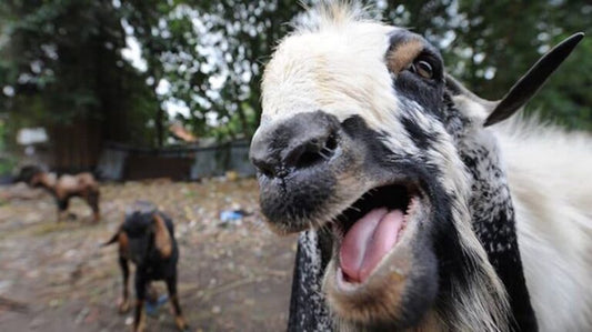 How To Tell If Your Goat Is In Heat
