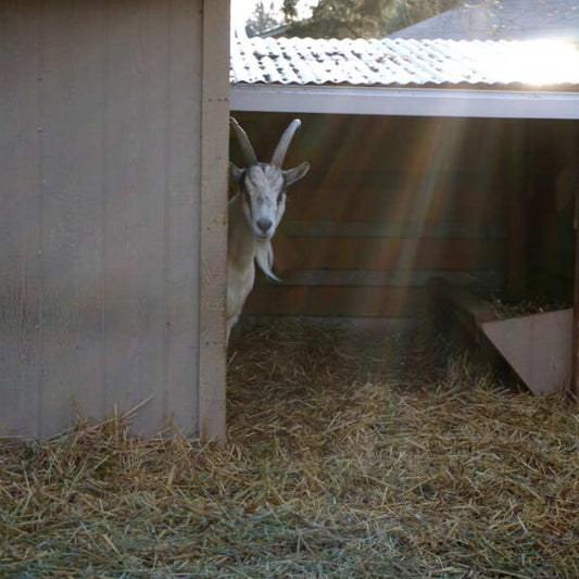 Goat Pasture Setup: Organize Shelter, Feeding Stations, and Pasture for Pack Goats