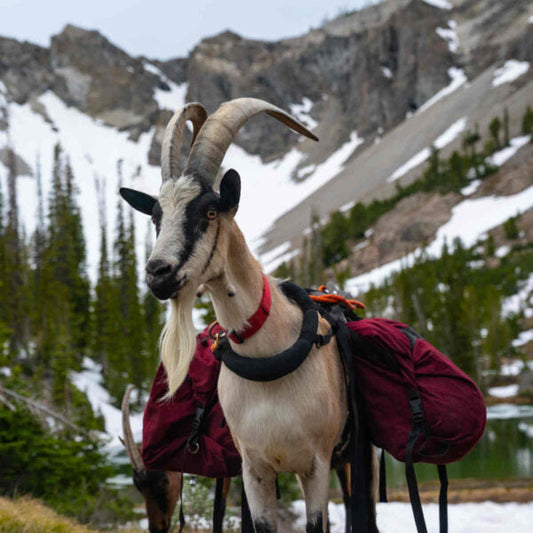 How Much Can A Pack Goat Carry