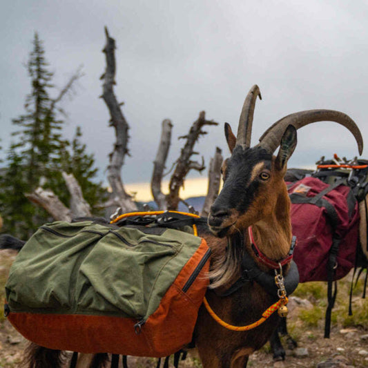 Picking a Pack Goat Saddle