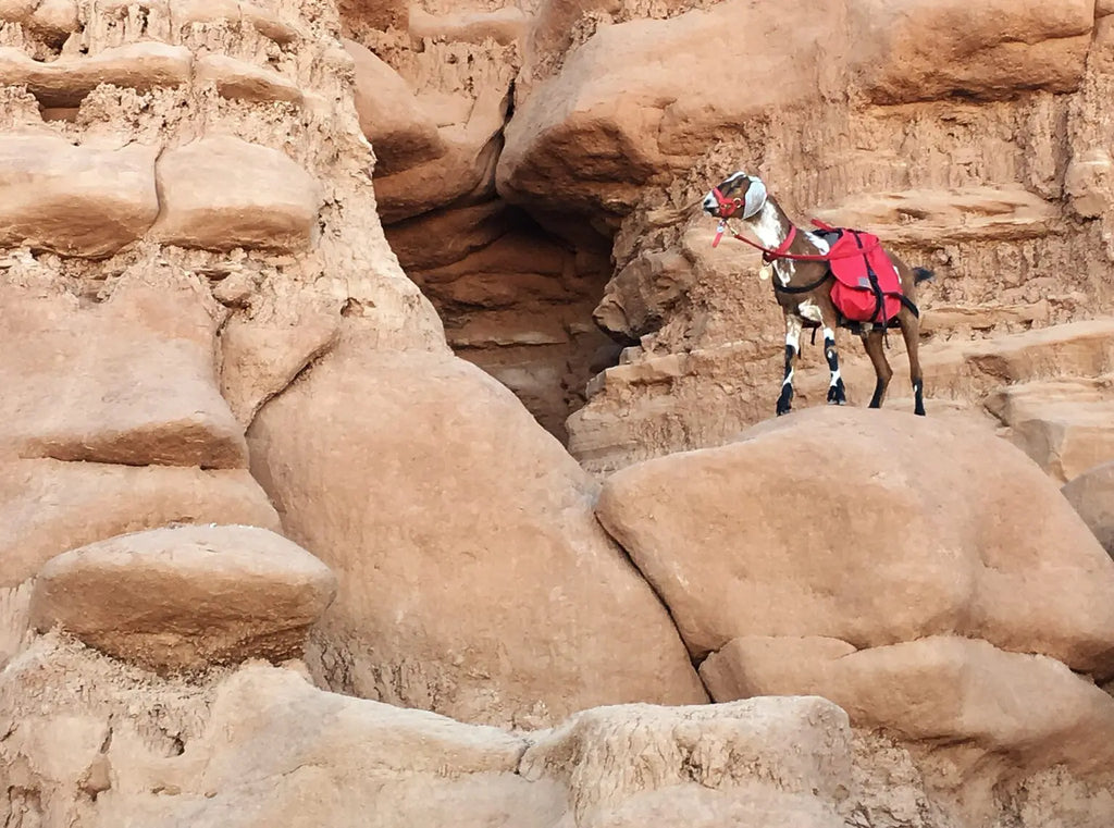 Hiking With Miniature Goat Breeds And The Gear They Need