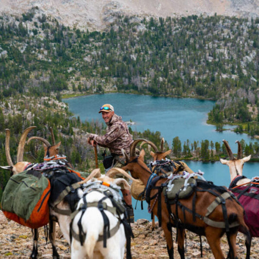 Why Goats Make The Best Stock Animal