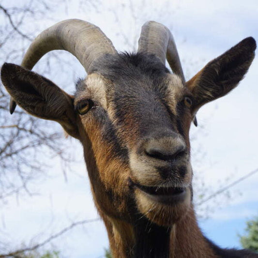 How To Weigh Pack Goats