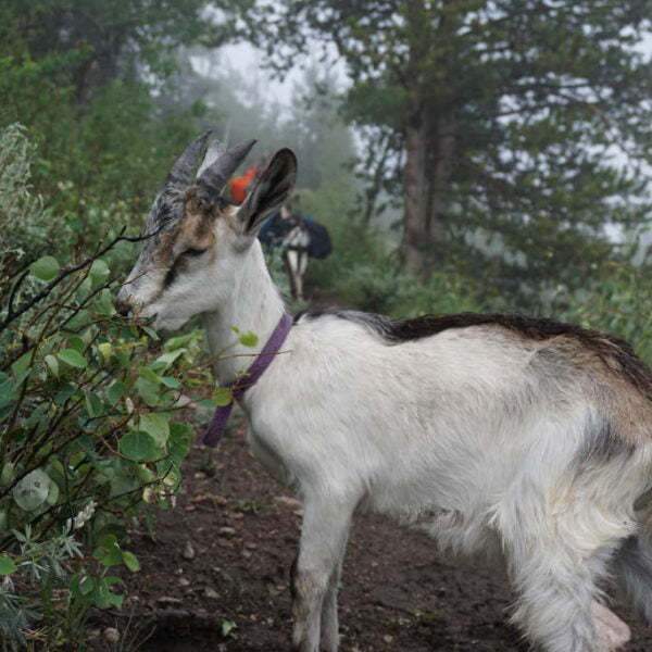 Training your Pack Goat Kid. Everything Your Pack Goat Will Need to Learn Year One.
