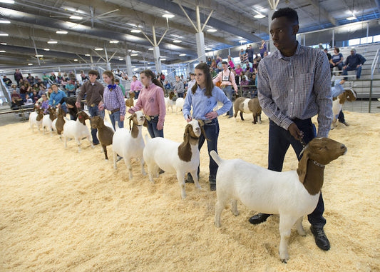 Showing a Goat: 3 Things to Remember