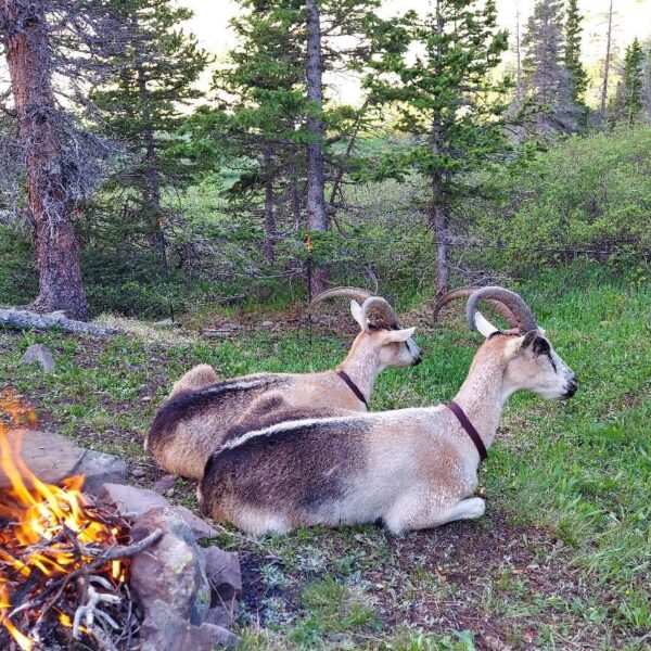 Goats & Camping Essentials