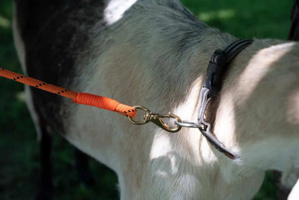 COLLARS and LEASHES