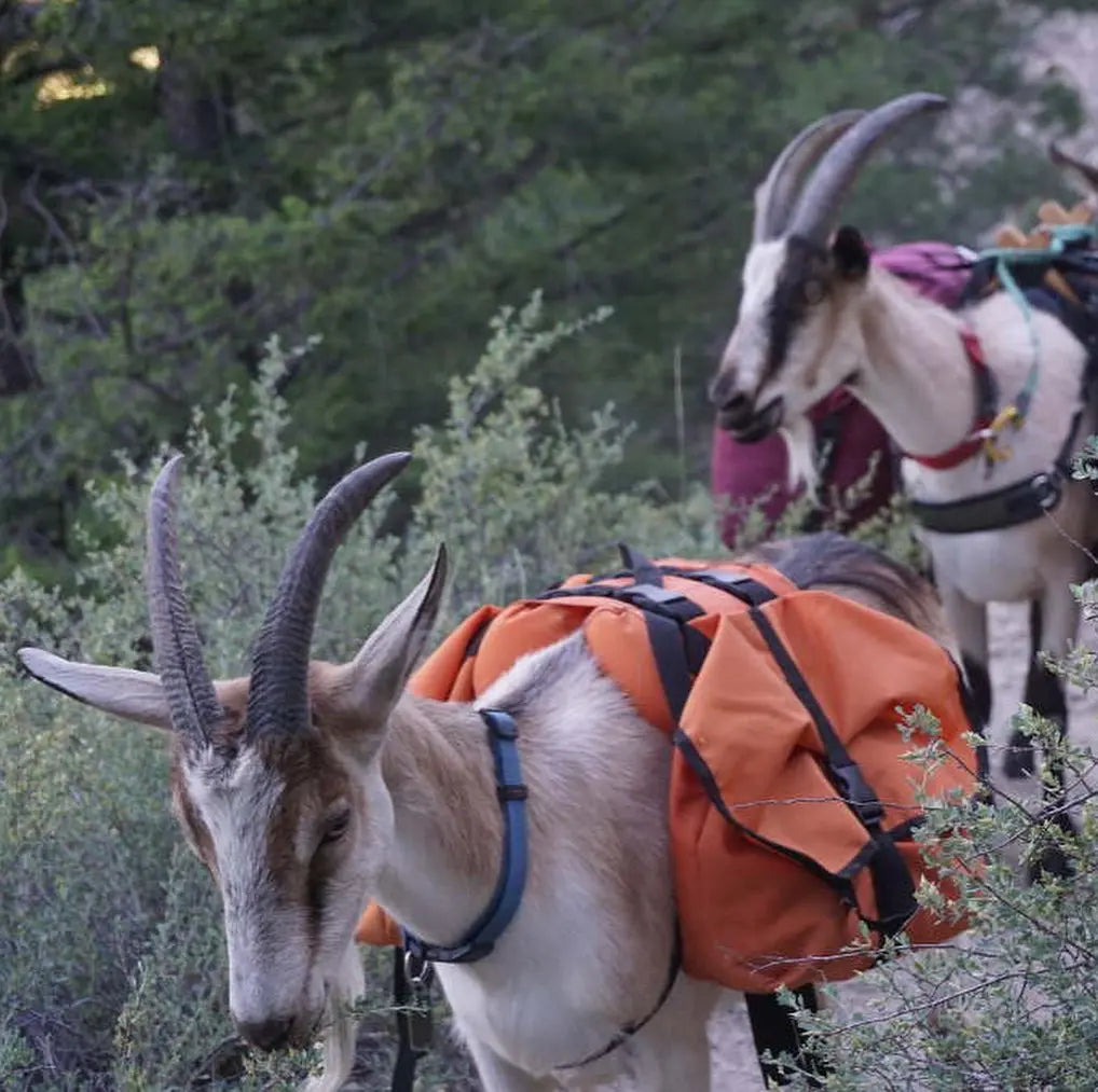 Pack Goat Training & Mini Saddle by Marc Warnke – Lightweight Trainer for Young & Miniature Goats