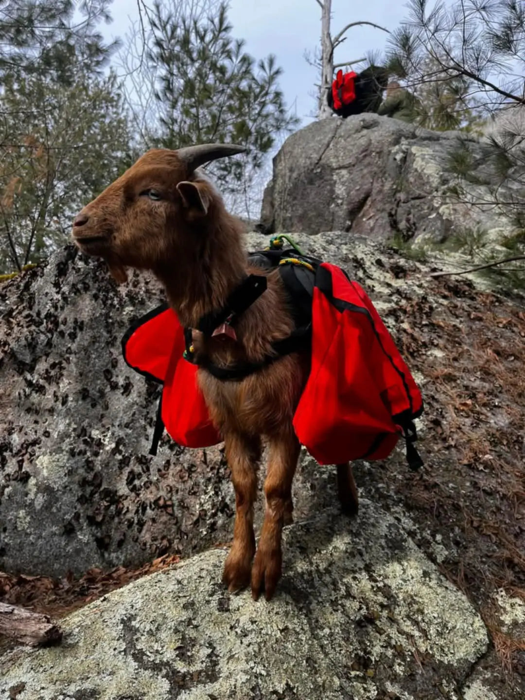 Pack Goat Training & Mini Saddle by Marc Warnke – Lightweight Trainer for Young & Miniature Goats