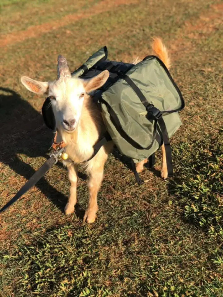 Pack Goat Training & Mini Saddle by Marc Warnke – Lightweight Trainer for Young & Miniature Goats
