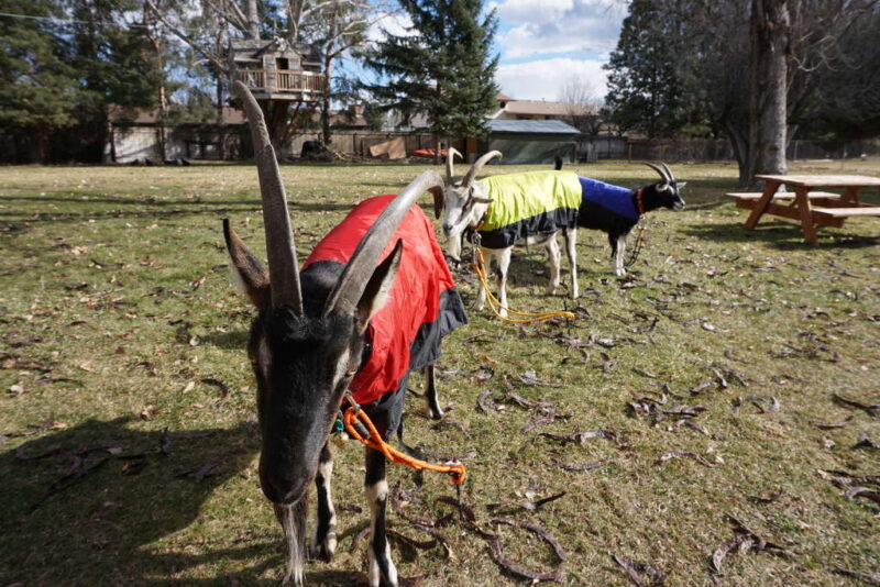 Goat Coat Shell – Waterproof Pack Goat Jacket & Pannier Cover Combo