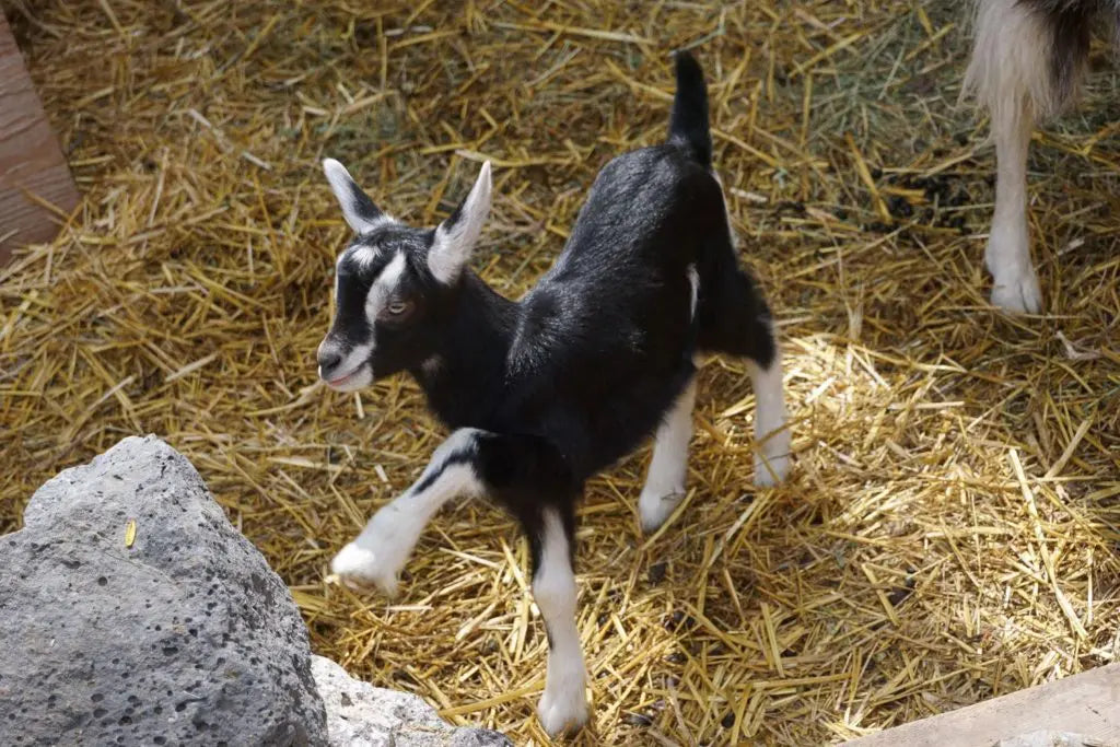 Pack Goat Deposit