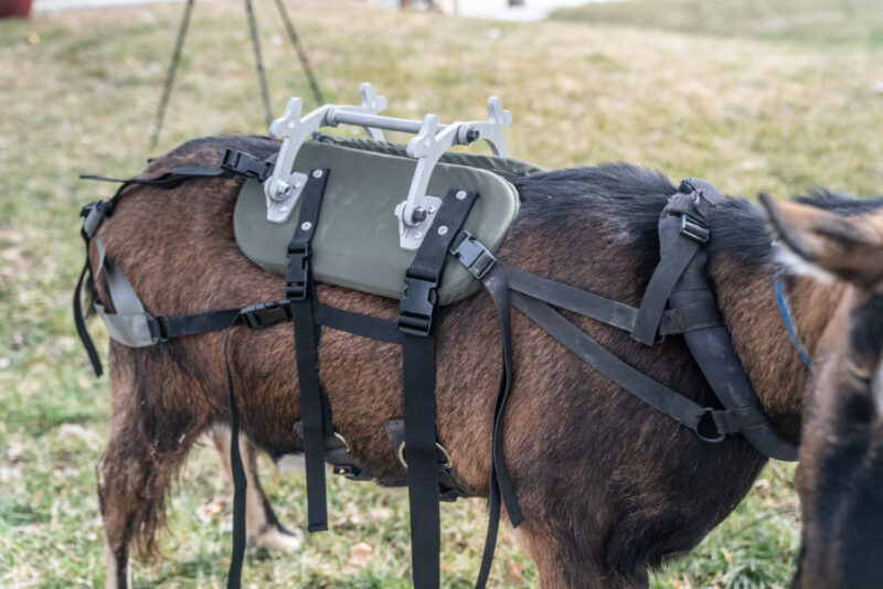 Pack Goat Saddle – Marc Warnke Signature Series