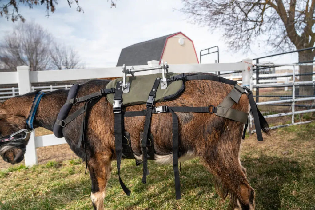 Pack Goat Saddle – Marc Warnke Signature Series