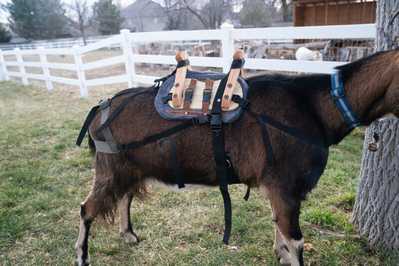 Classic Pack Goat Saddle – Durable Sawbuck Saddle with Modern Comfort Features