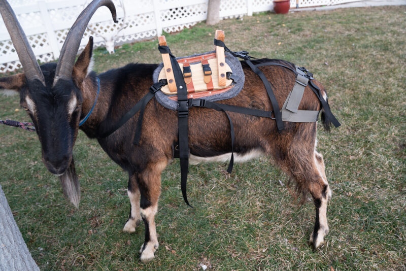 Classic Pack Goat Saddle – Durable Sawbuck Saddle with Modern Comfort Features