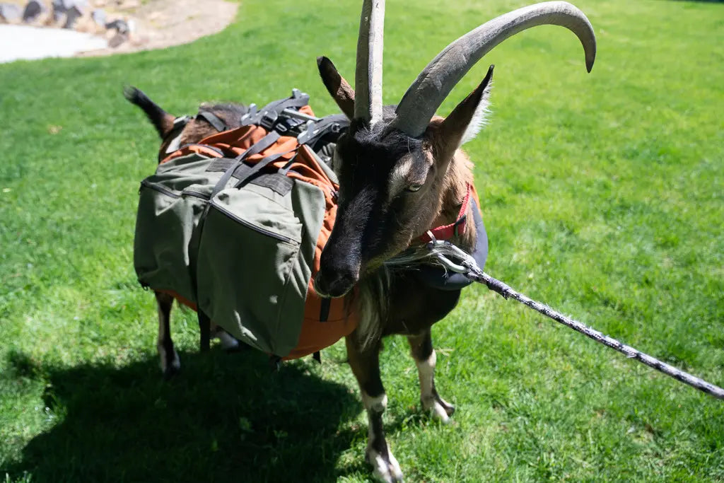 Large Pack Goat Panniers – Teton Panniers by Matt Lyon (Set of 2)