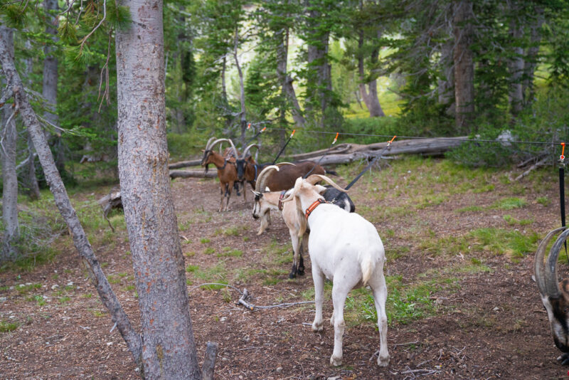 Pack Goat Highline Kit – Pre-Rigged Camp Tethering System (3-Goat or 6-Goat Option)