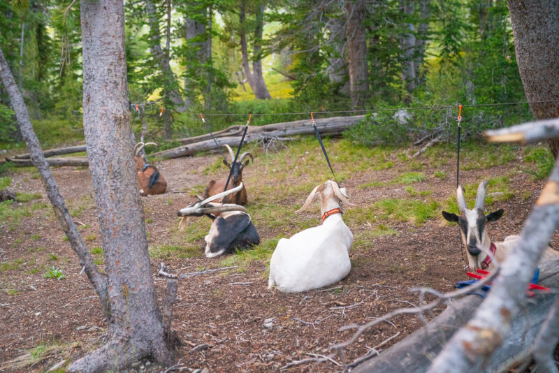 Pack Goat Highline Kit – Pre-Rigged Camp Tethering System (3-Goat or 6-Goat Option)