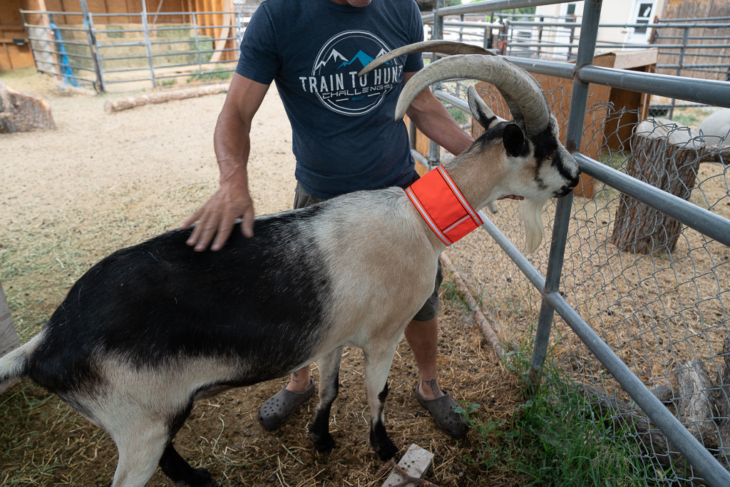 High Visibility Neckband – Blaze Orange Safety for Pack Goats