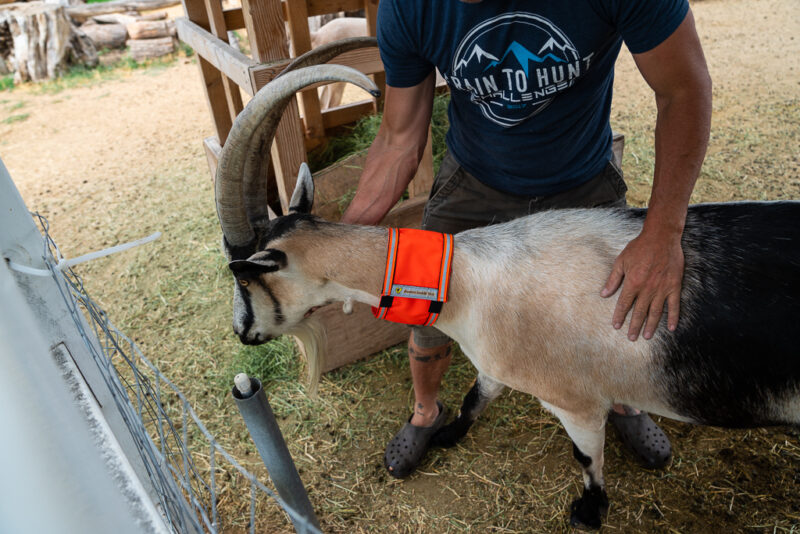 High Visibility Neckband – Blaze Orange Safety for Pack Goats