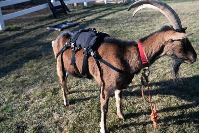 Pack Goat Soft Saddle – Complete Saddle & Pannier Set for Day Packing and 4-H