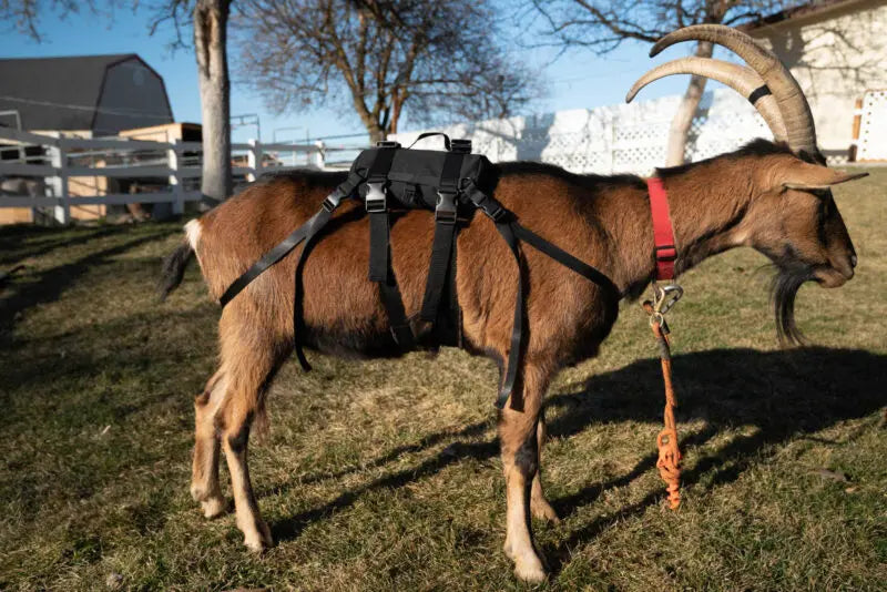 Pack Goat Soft Saddle – Complete Saddle & Pannier Set for Day Packing and 4-H
