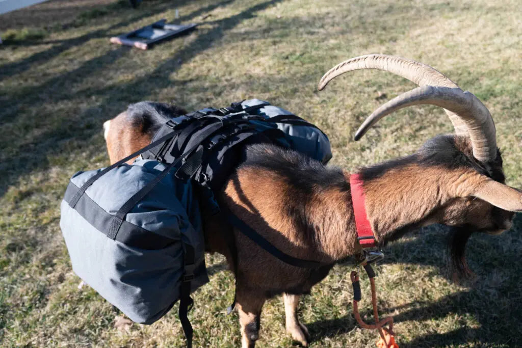Pack Goat Soft Saddle – Complete Saddle & Pannier Set for Day Packing and 4-H