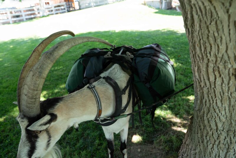 Hardcore Pannier Set – Waterproof, Heavy-Duty Pack Goat Panniers (Set of 2)