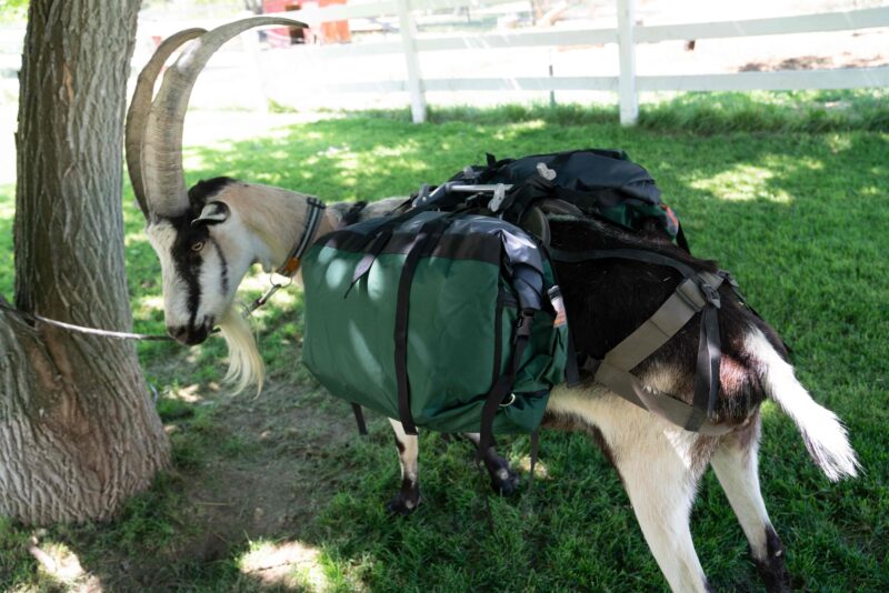 Hardcore Pannier Set – Waterproof, Heavy-Duty Pack Goat Panniers (Set of 2)