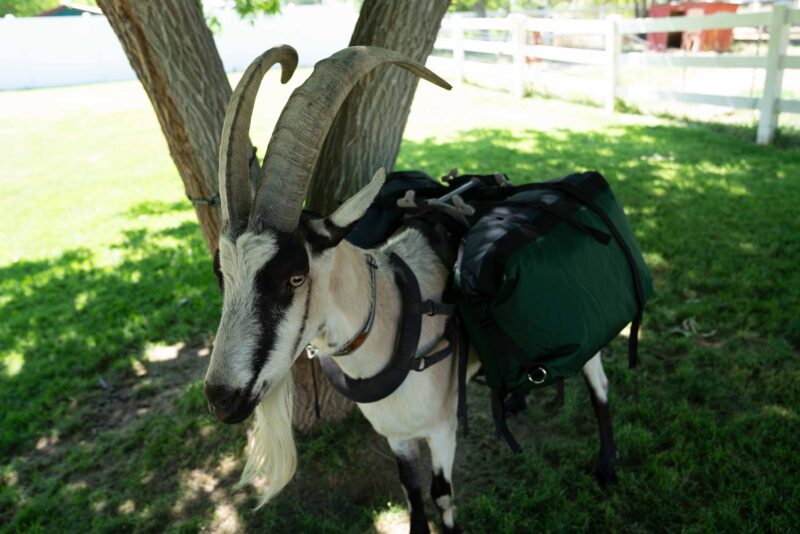 Hardcore Pannier Set – Waterproof, Heavy-Duty Pack Goat Panniers (Set of 2)