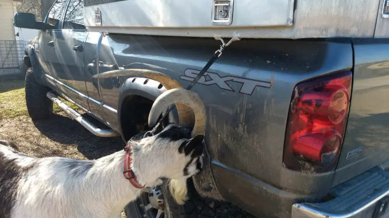 Pack Goat Tether