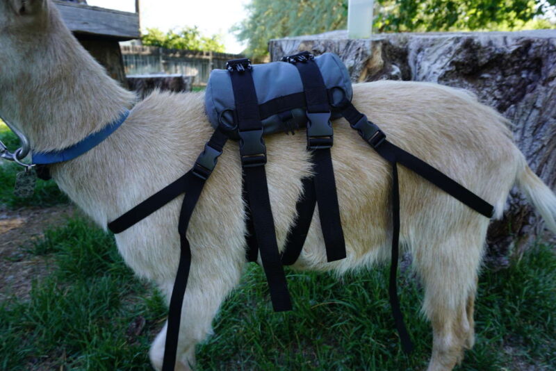 Pack Goat Training & Mini Saddle by Marc Warnke – Lightweight Trainer for Young & Miniature Goats