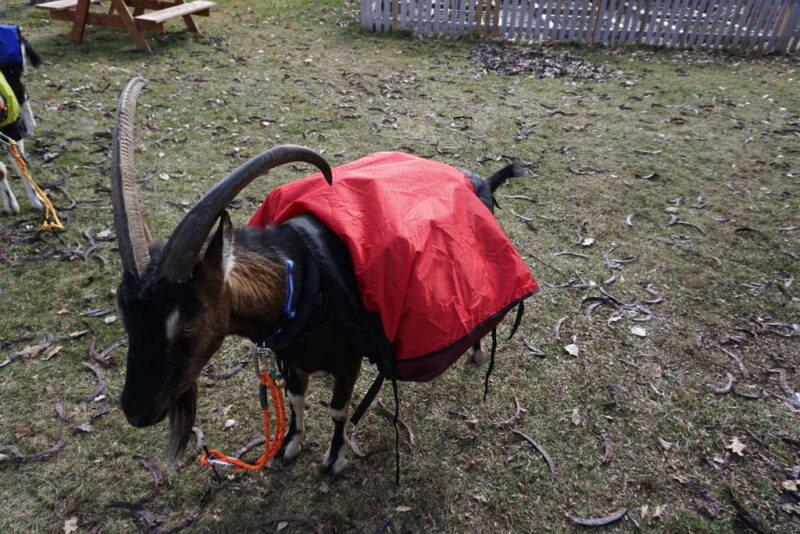 Goat Coat Shell – Waterproof Pack Goat Jacket & Pannier Cover Combo