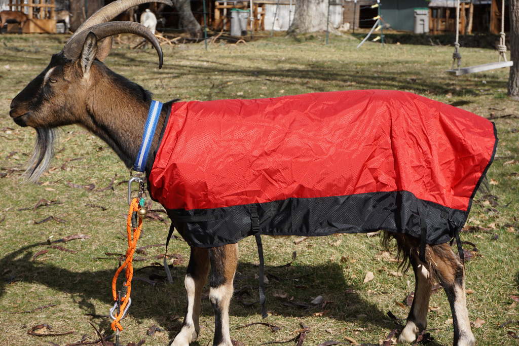 Goat Coat Shell – Waterproof Pack Goat Jacket & Pannier Cover Combo