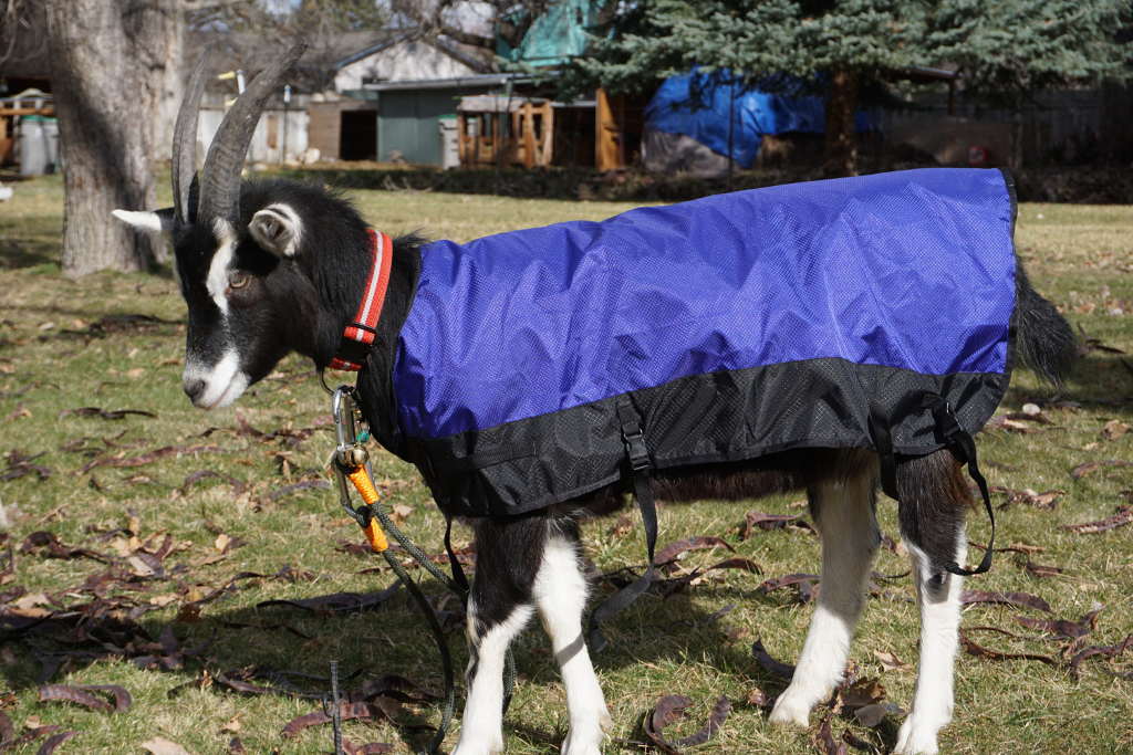 Goat Coat Shell – Waterproof Pack Goat Jacket & Pannier Cover Combo